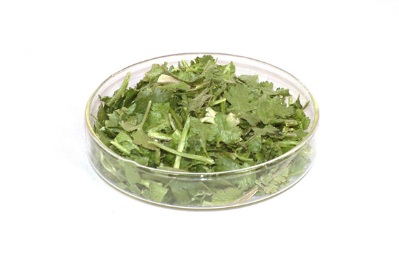 凍干香菜碎